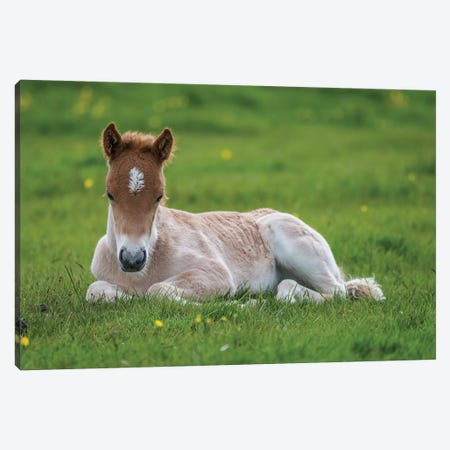 Purebred Icelandic Foal II Canvas Print #PIM14019} by Panoramic Images Canvas Art