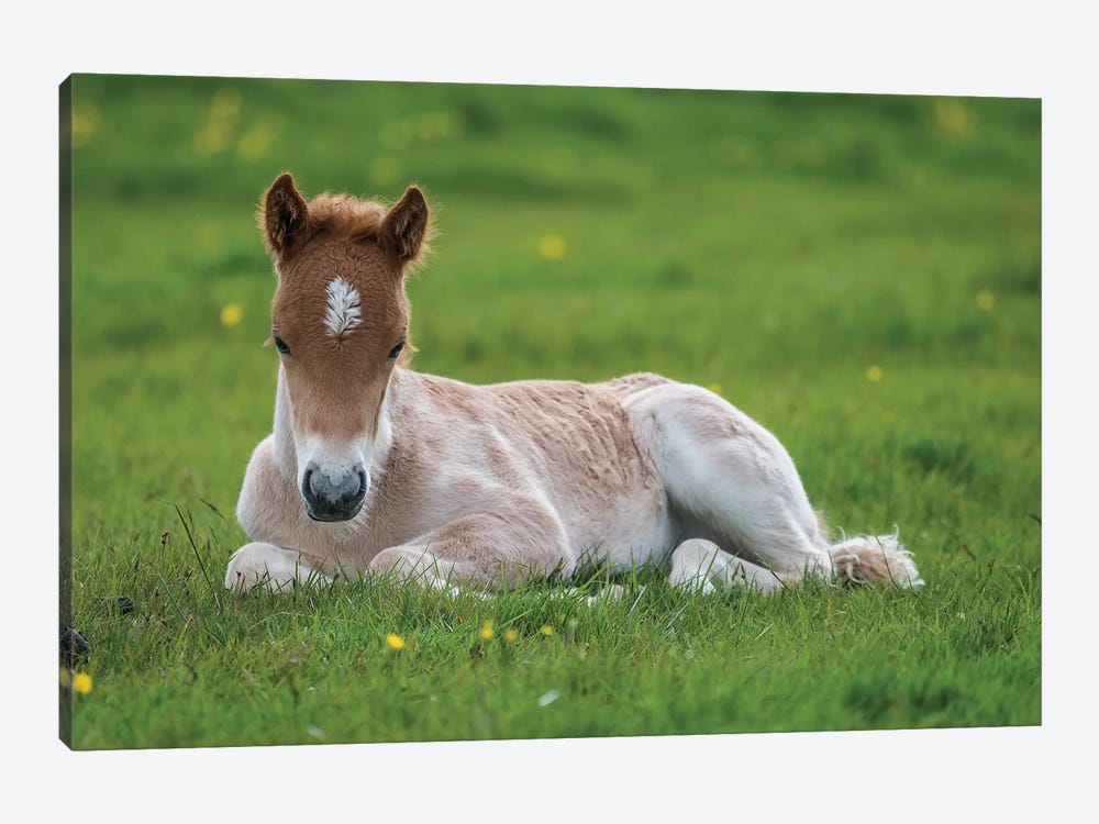 Purebred Icelandic Foal II by Panoramic Images 1-piece Canvas Artwork