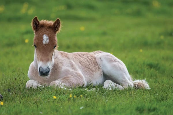 Iceland: Purebred Icelandic Foal II by Panoramic Images