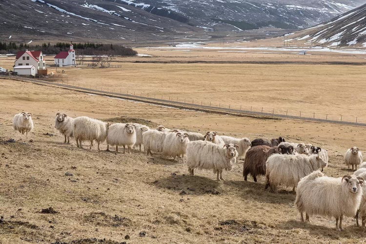 Flock of Icelandic Sheep