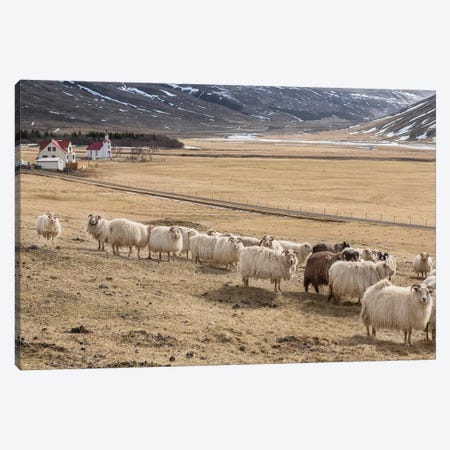 Flock of Icelandic Sheep Canvas Print #PIM14020} by Panoramic Images Canvas Print