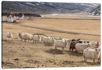 Flock of Icelandic Sheep Canvas Art Print - Iceland Art