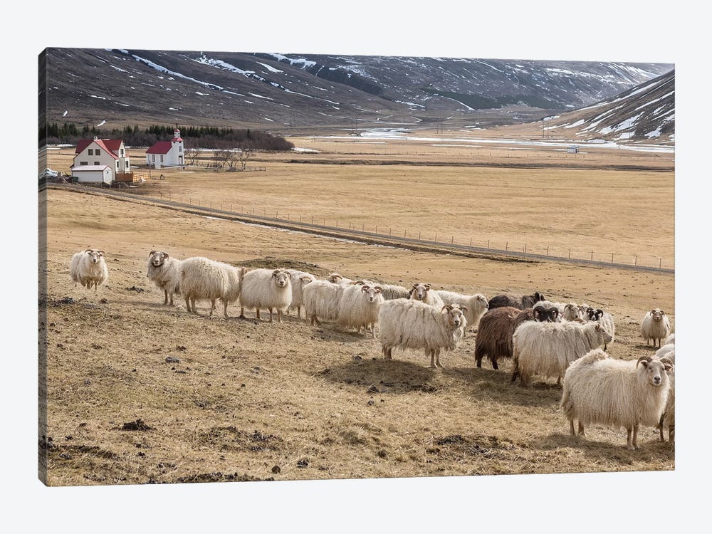 Flock of Icelandic Sheep by Panoramic Images 1-piece Canvas Artwork
