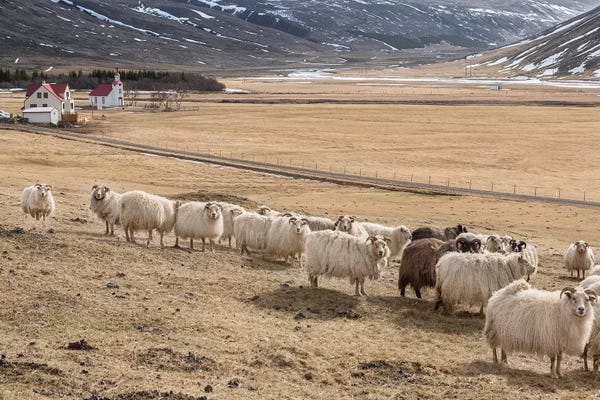 Flock of Icelandic Sheep