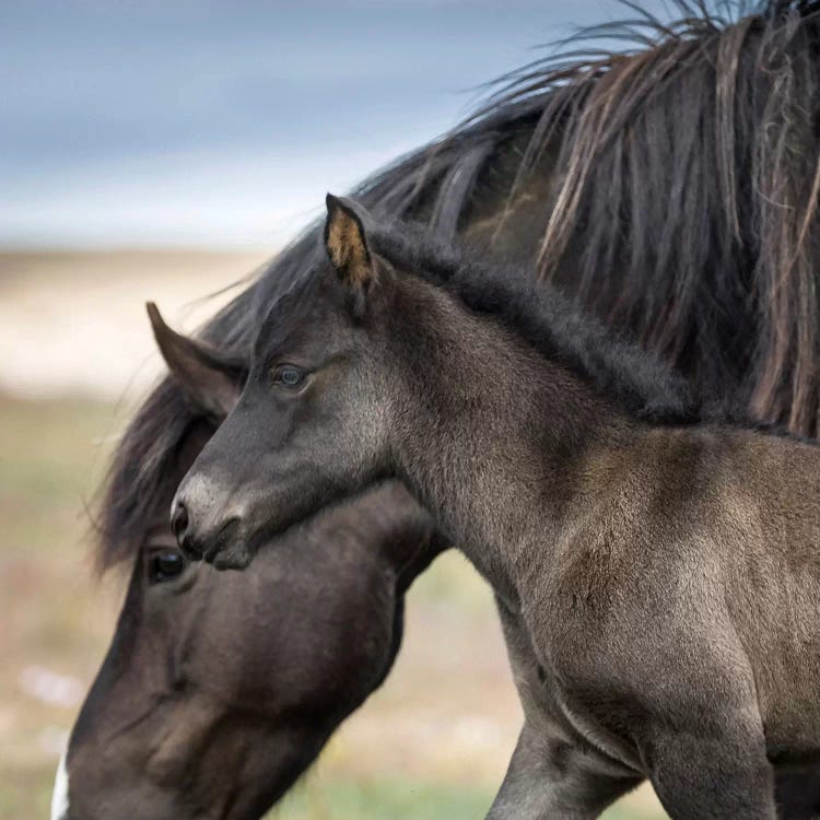 Purebred Icelandic Mare And Newborn Foal II