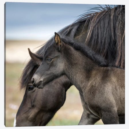 Purebred Icelandic Mare And Newborn Foal II Canvas Print #PIM14025} by Panoramic Images Canvas Artwork