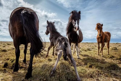 Purebred Icelandic Horse Family by Panoramic Images canvas print