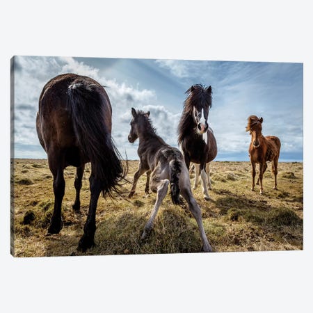 Purebred Icelandic Horse Family Canvas Print #PIM14028} by Panoramic Images Art Print