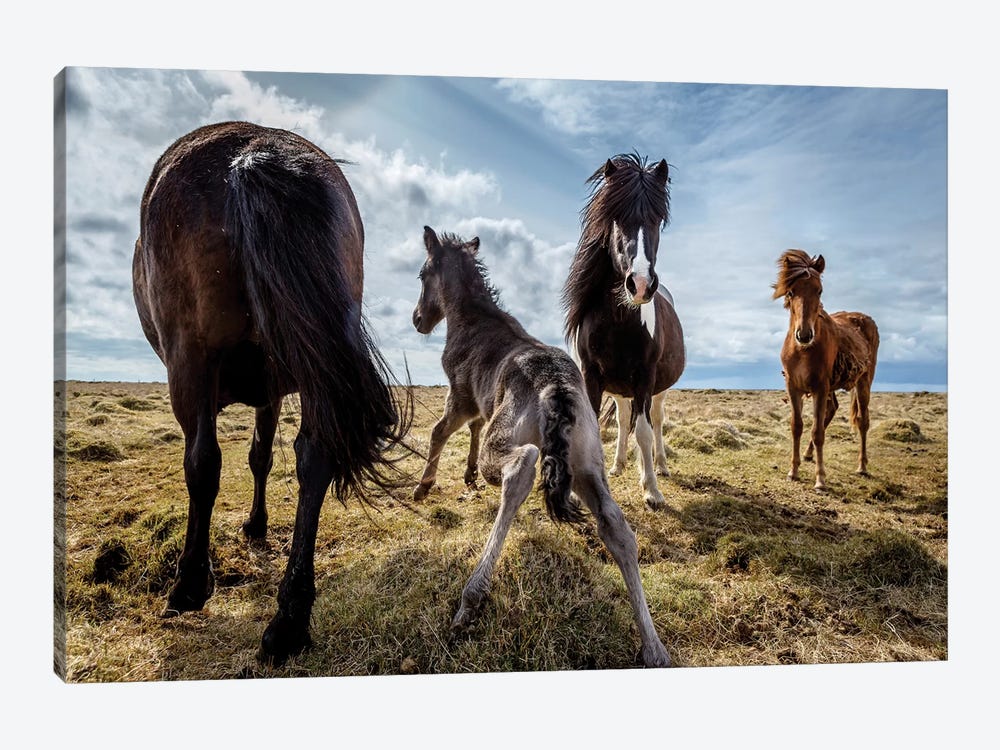 Purebred Icelandic Horse Family by Panoramic Images 1-piece Canvas Art