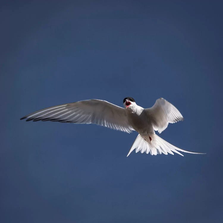 Arctic Tern I