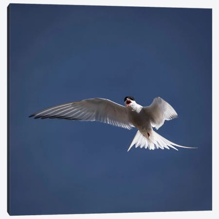 Arctic Tern I Canvas Print #PIM14032} by Panoramic Images Canvas Art