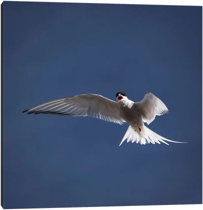 Arctic Tern I Canvas Art Print - Terns