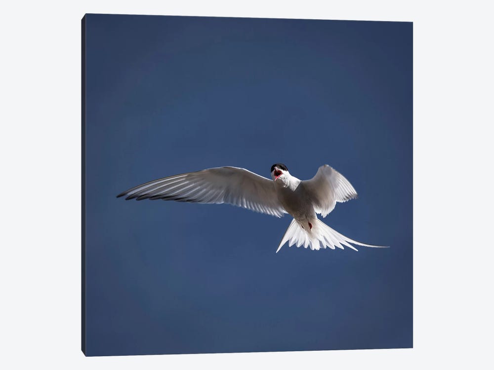 Arctic Tern I by Panoramic Images 1-piece Art Print