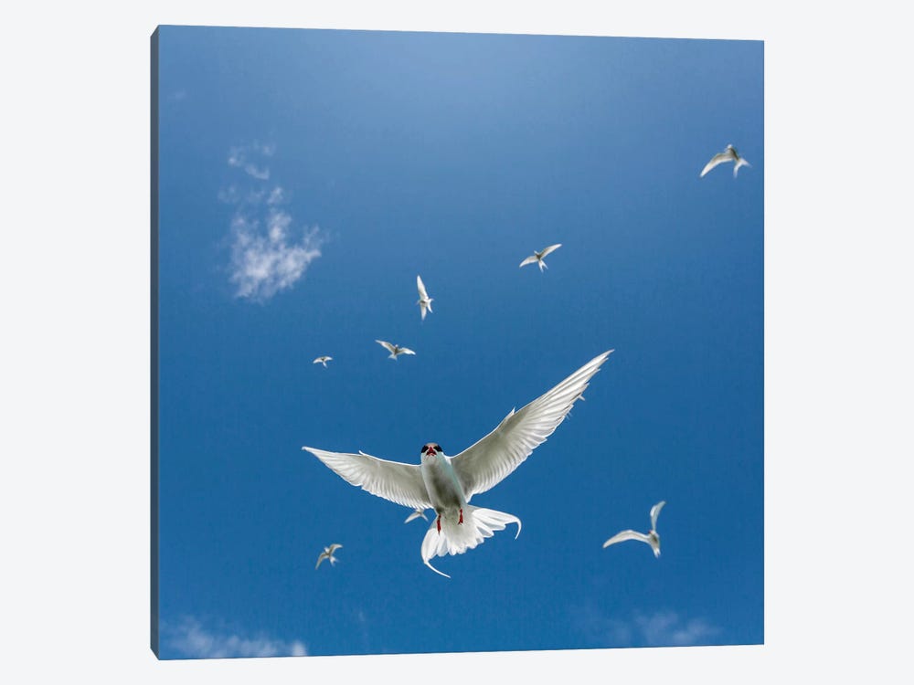 Arctic Tern II by Panoramic Images 1-piece Canvas Wall Art
