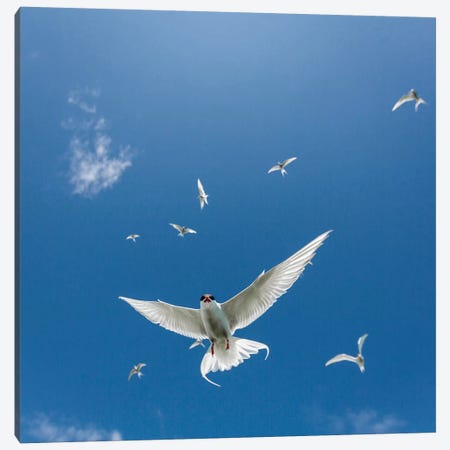 Arctic Tern II Canvas Print #PIM14033} by Panoramic Images Canvas Art