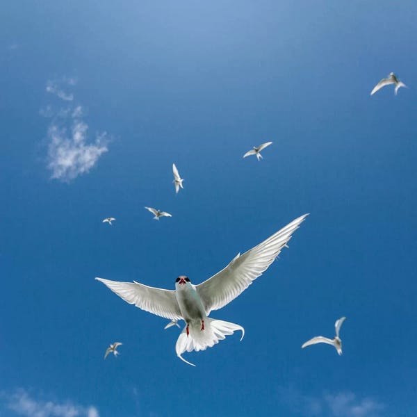 Terns: Arctic Tern II by Panoramic Images