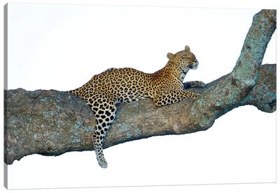 Leopard, Serengeti National Park, Tanzania Canvas Art Print - Serengeti