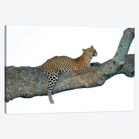 Leopard, Serengeti National Park, Tanzania Canvas Print #PIM14038} by Panoramic Images Canvas Wall Art