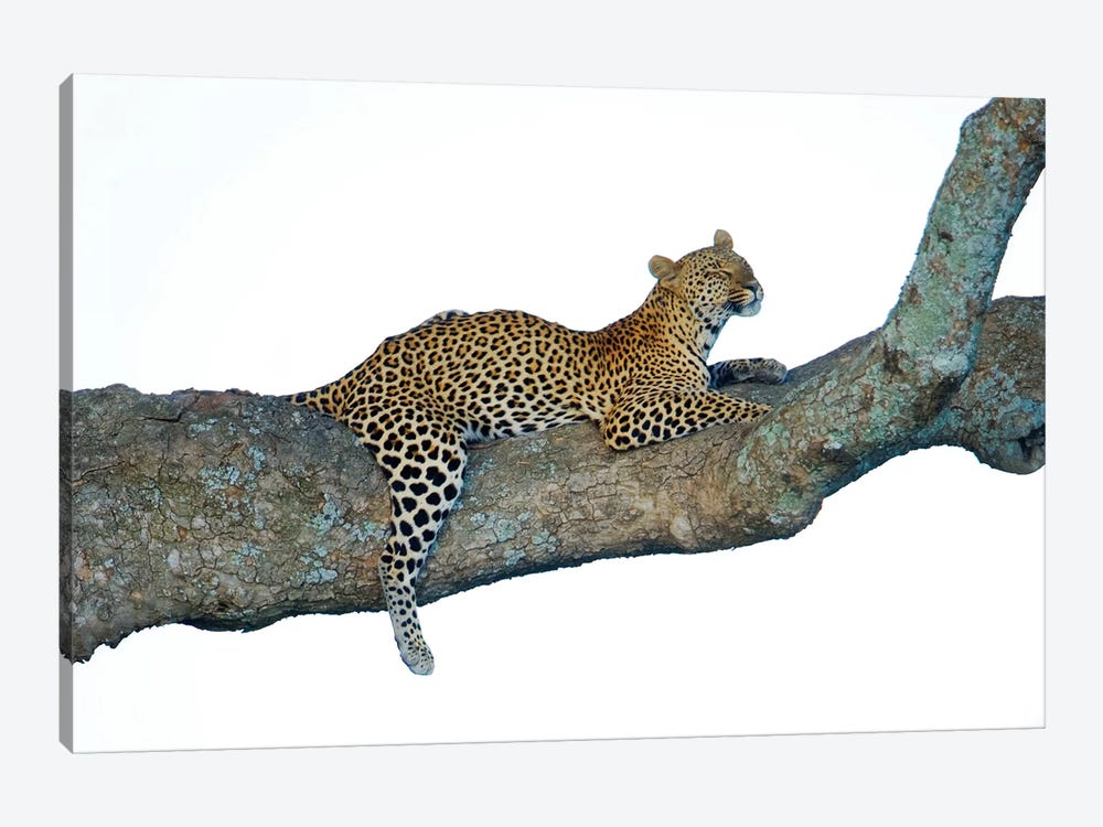 Leopard, Serengeti National Park, Tanzania by Panoramic Images 1-piece Art Print
