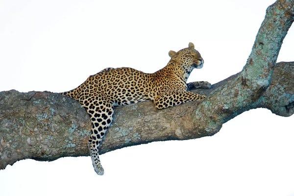 Tanzania: Leopard, Serengeti National Park, Tanzania by Panoramic Images
