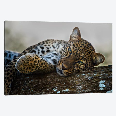 Lounging Leopard, Ngorongoro Conservation Area, Crater Highlands, Arusha Region, Tanzania Canvas Print #PIM14039} by Panoramic Images Canvas Art