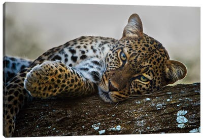 Lounging Leopard, Ngorongoro Conservation Area, Crater Highlands, Arusha Region, Tanzania Canvas Art Print - Wild Cat Art