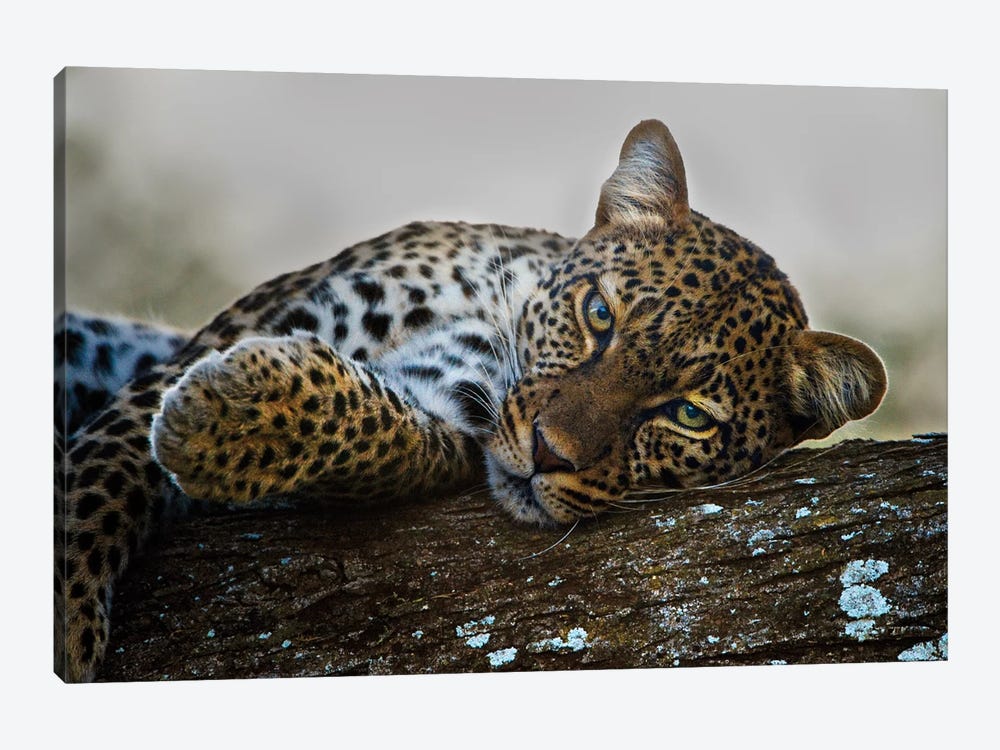Lounging Leopard, Ngorongoro Conservation Area, Crater Highlands, Arusha Region, Tanzania by Panoramic Images 1-piece Canvas Art