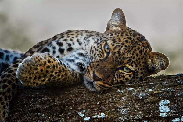 Wildlife Conservation: Lounging Leopard, Ngorongoro Conservation Area, Crater Highlands, Arusha Region, Tanzania by Panoramic Images