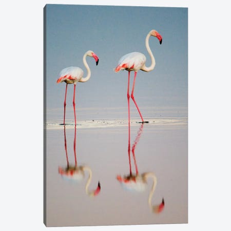 Greater Flamingos I, Ngorongoro Conservation Area, Crater Highlands, Arusha Region, Tanzania Canvas Print #PIM14040} by Panoramic Images Art Print