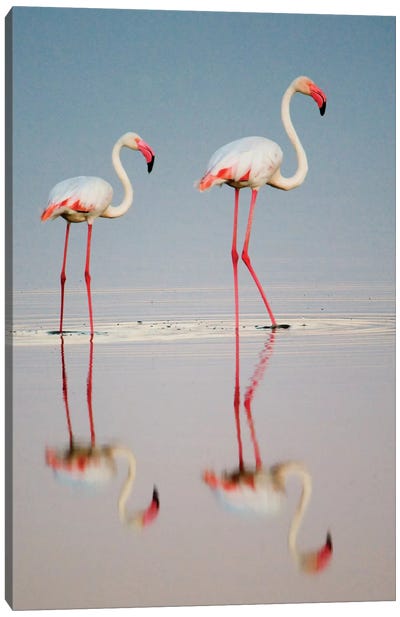 Greater Flamingos I, Ngorongoro Conservation Area, Crater Highlands, Arusha Region, Tanzania Canvas Art Print - Animal Rights Art