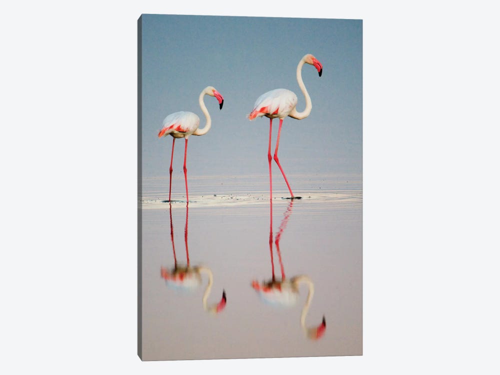 Greater Flamingos I, Ngorongoro Conservation Area, Crater Highlands, Arusha Region, Tanzania by Panoramic Images 1-piece Canvas Art