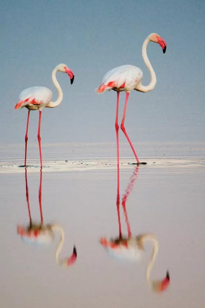 Wildlife Conservation: Greater Flamingos I, Ngorongoro Conservation Area, Crater Highlands, Arusha Region, Tanzania by Panoramic Images