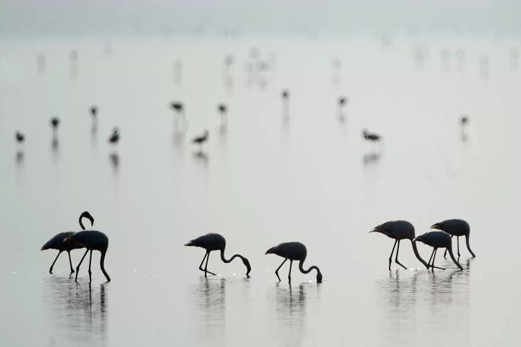 Greater Flamingos II, Ngorongoro Conservation Area, Crater Highlands, Arusha Region, Tanzania