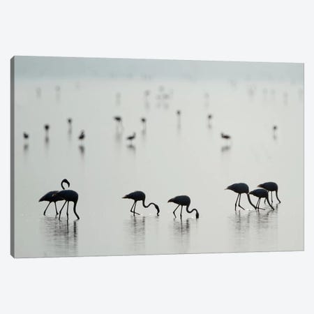 Greater Flamingos II, Ngorongoro Conservation Area, Crater Highlands, Arusha Region, Tanzania Canvas Print #PIM14041} by Panoramic Images Art Print