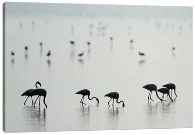 Greater Flamingos II, Ngorongoro Conservation Area, Crater Highlands, Arusha Region, Tanzania Canvas Art Print - Wildlife Conservation Art