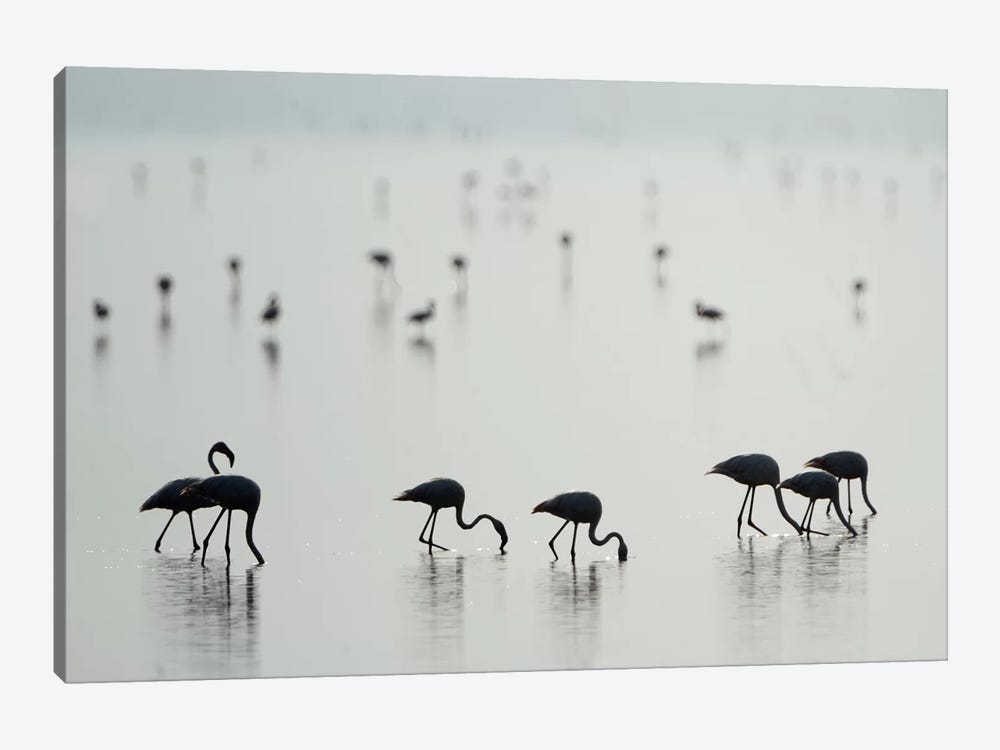 Greater Flamingos II, Ngorongoro Conservation Area, Crater Highlands, Arusha Region, Tanzania by Panoramic Images 1-piece Canvas Art Print
