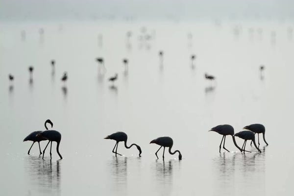 Wildlife Conservation: Greater Flamingos II, Ngorongoro Conservation Area, Crater Highlands, Arusha Region, Tanzania by Panoramic Images
