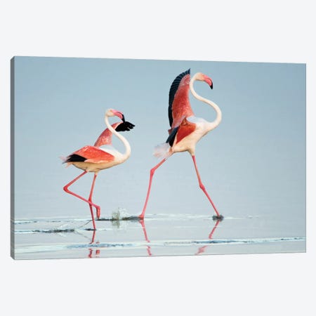 Greater Flamingos III, Ngorongoro Conservation Area, Crater Highlands, Arusha Region, Tanzania Canvas Print #PIM14042} by Panoramic Images Art Print