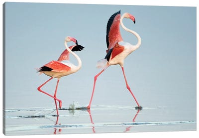 Greater Flamingos III, Ngorongoro Conservation Area, Crater Highlands, Arusha Region, Tanzania Canvas Art Print
