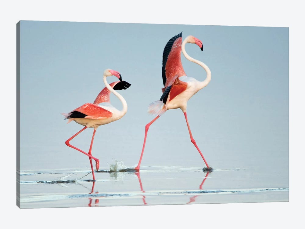 Greater Flamingos III, Ngorongoro Conservation Area, Crater Highlands, Arusha Region, Tanzania by Panoramic Images 1-piece Canvas Wall Art