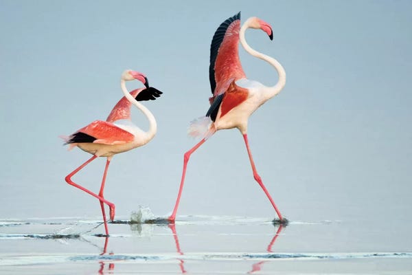 Tanzania: Greater Flamingos III, Ngorongoro Conservation Area, Crater Highlands, Arusha Region, Tanzania by Panoramic Images