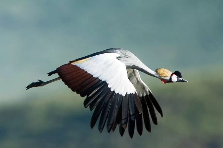 Grey Crowned Crane, Ngorongoro Conservation Area, Crater Highlands, Arusha Region, Tanzania