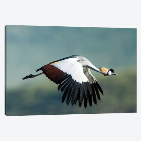 Grey Crowned Crane, Ngorongoro Conservation Area, Crater Highlands, Arusha Region, Tanzania Canvas Print #PIM14043} by Panoramic Images Canvas Art Print