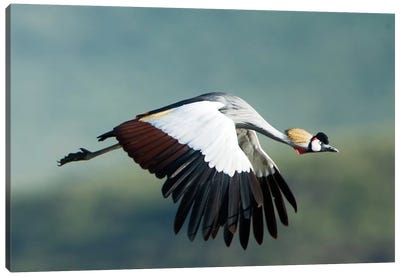 Grey Crowned Crane, Ngorongoro Conservation Area, Crater Highlands, Arusha Region, Tanzania Canvas Art Print - Wildlife Conservation Art