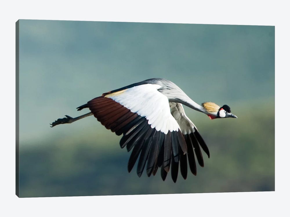 Grey Crowned Crane, Ngorongoro Conservation Area, Crater Highlands, Arusha Region, Tanzania by Panoramic Images 1-piece Canvas Art Print