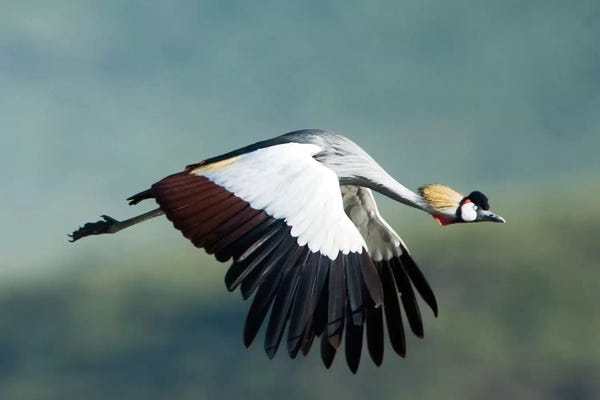 Wildlife Conservation: Grey Crowned Crane, Ngorongoro Conservation Area, Crater Highlands, Arusha Region, Tanzania by Panoramic Images