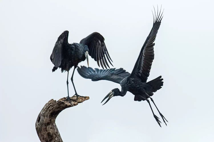 Openbill Storks I, Tarangire National Park, Manyara Region, Tanzania