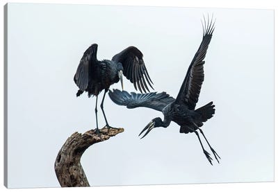 Openbill Storks I, Tarangire National Park, Manyara Region, Tanzania Canvas Art Print - Stork Art