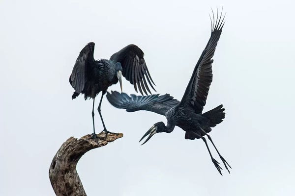 Storks