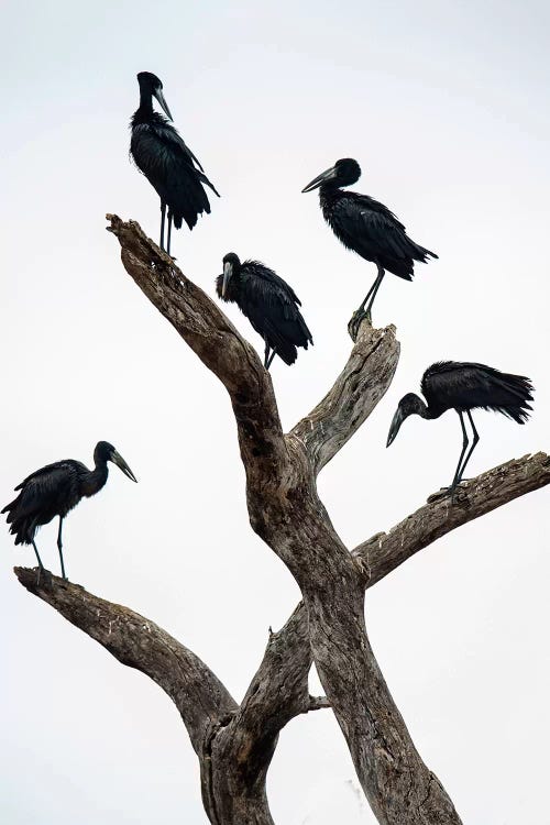 Openbill Storks II, Tarangire National Park, Manyara Region, Tanzania